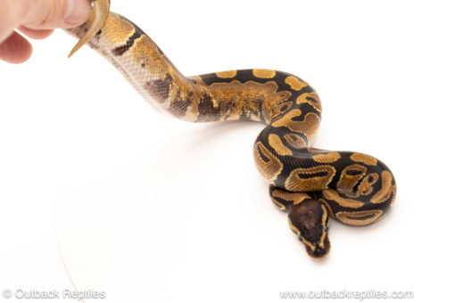 African import dinker ball python for sale