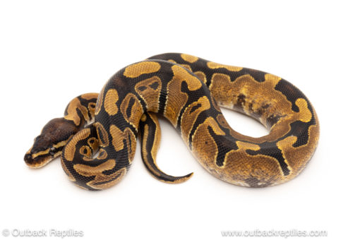 African import dinker ball python for sale