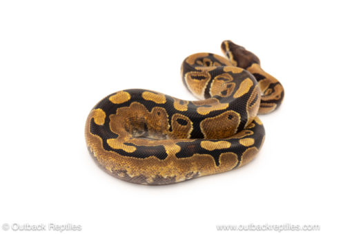 African import dinker ball python for sale