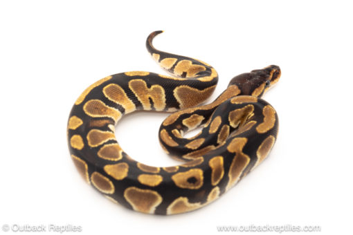 African import dinker ball python for sale