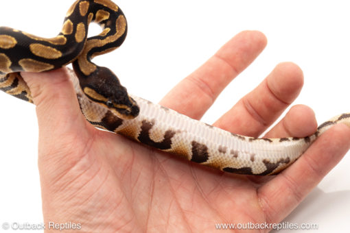 African import dinker ball python for sale