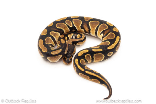 African import dinker ball python for sale