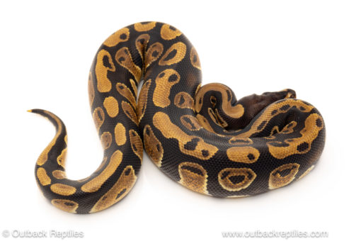 African import dinker ball python for sale