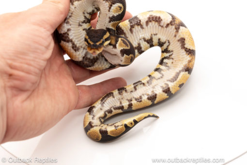 African import dinker ball python for sale