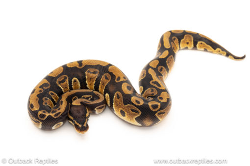 African import dinker ball python for sale