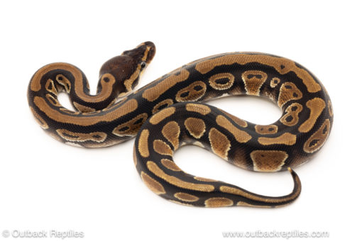 African import dinker ball python for sale