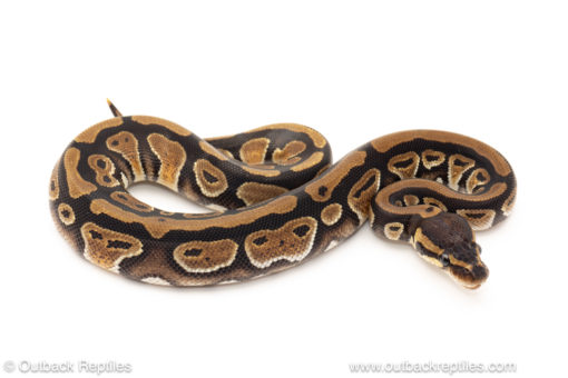 African import dinker ball python for sale