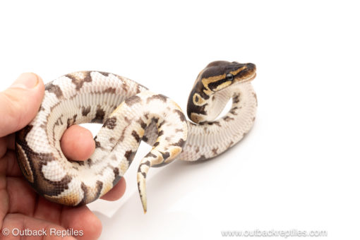 African import dinker ball python for sale