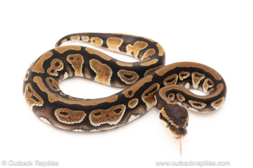 African import dinker ball python for sale