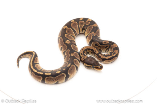 African import dinker ball python for sale