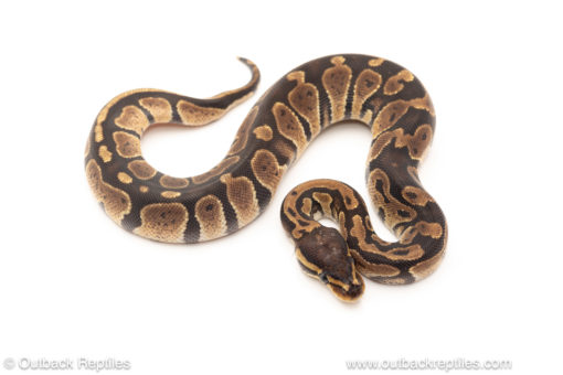 African import dinker ball python for sale