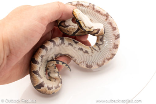 African import dinker ball python for sale