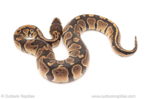 African import dinker ball python for sale