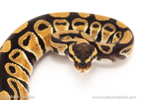 African import dinker ball python for sale