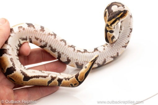 African import dinker ball python for sale