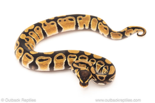 African import dinker ball python for sale