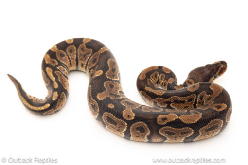 African import dinker ball python for sale