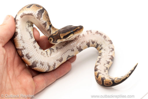 African import dinker ball python for sale