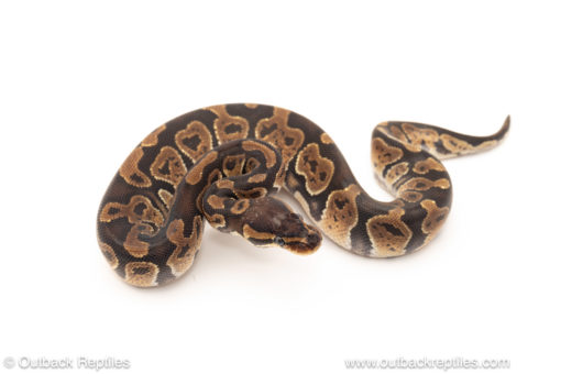 African import dinker ball python for sale