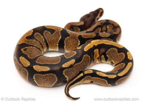 African import dinker ball python for sale