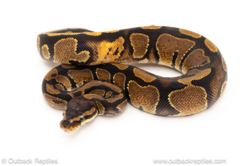 African import dinker ball python for sale