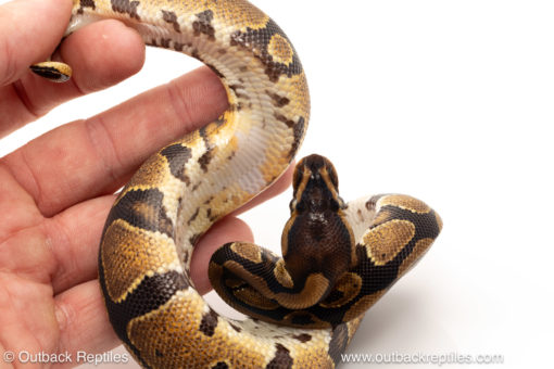 African import dinker ball python for sale