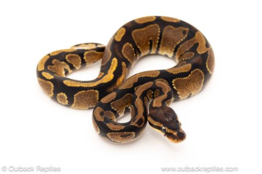 African import dinker ball python for sale