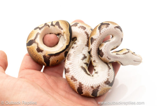 African import dinker ball python for sale