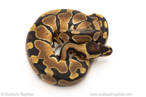 African import dinker ball python for sale