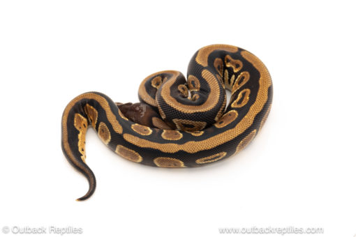 African import dinker ball python for sale