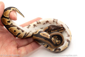 African import dinker ball python for sale