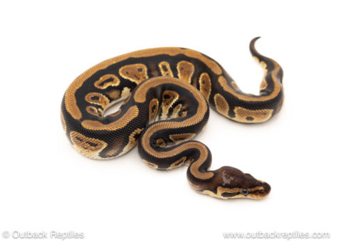 African import dinker ball python for sale