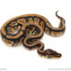 African import dinker ball python for sale