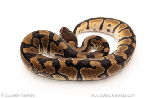 African import dinker ball python for sale