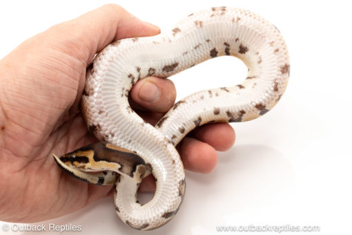 African import dinker ball python for sale