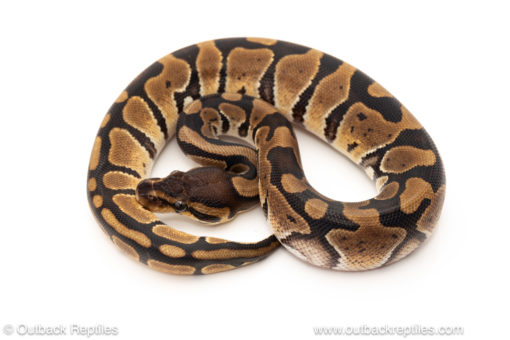 African import dinker ball python for sale