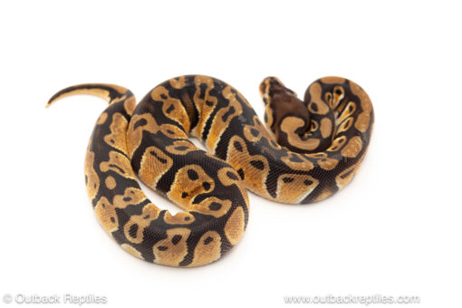 African import dinker ball python for sale