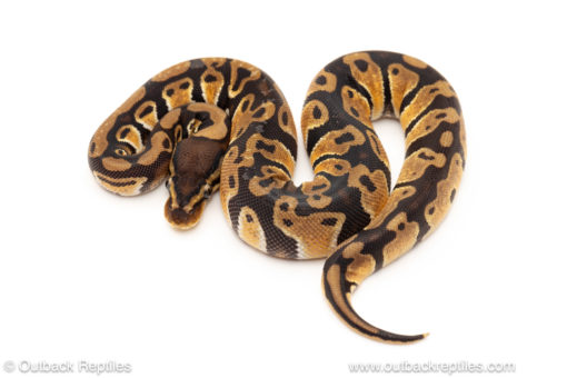 African import dinker ball python for sale