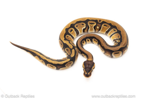 African import dinker ball python for sale