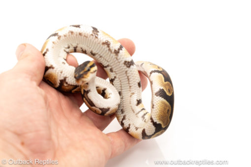 African import dinker ball python for sale