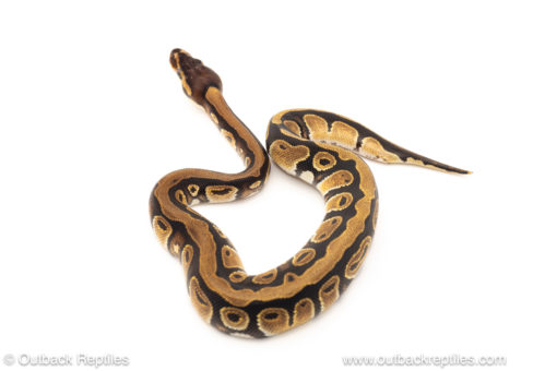 African import dinker ball python for sale