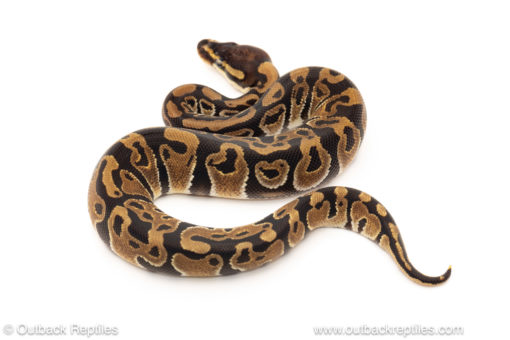 African import dinker ball python for sale