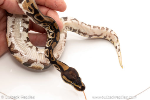 African import dinker ball python for sale