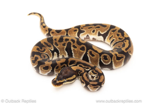 African import dinker ball python for sale