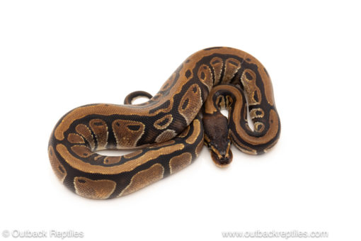 African import dinker ball python for sale