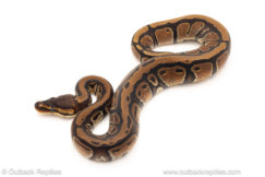 African import dinker ball python for sale