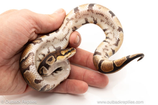 African import dinker ball python for sale