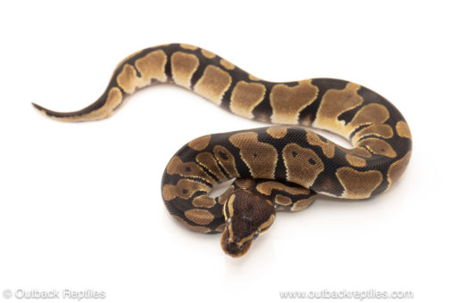 African import dinker ball python for sale