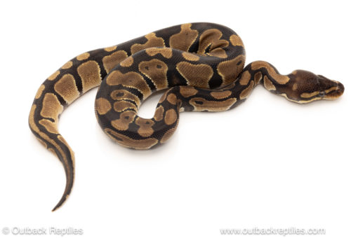 African import dinker ball python for sale