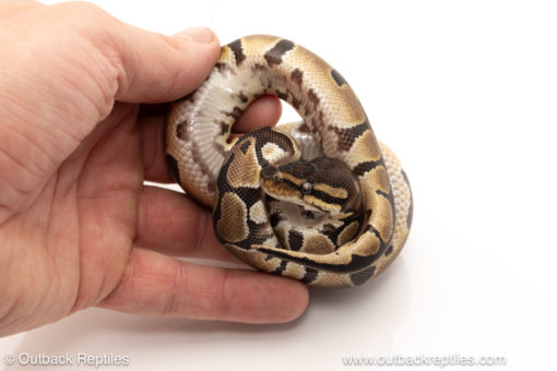 African import dinker ball python for sale